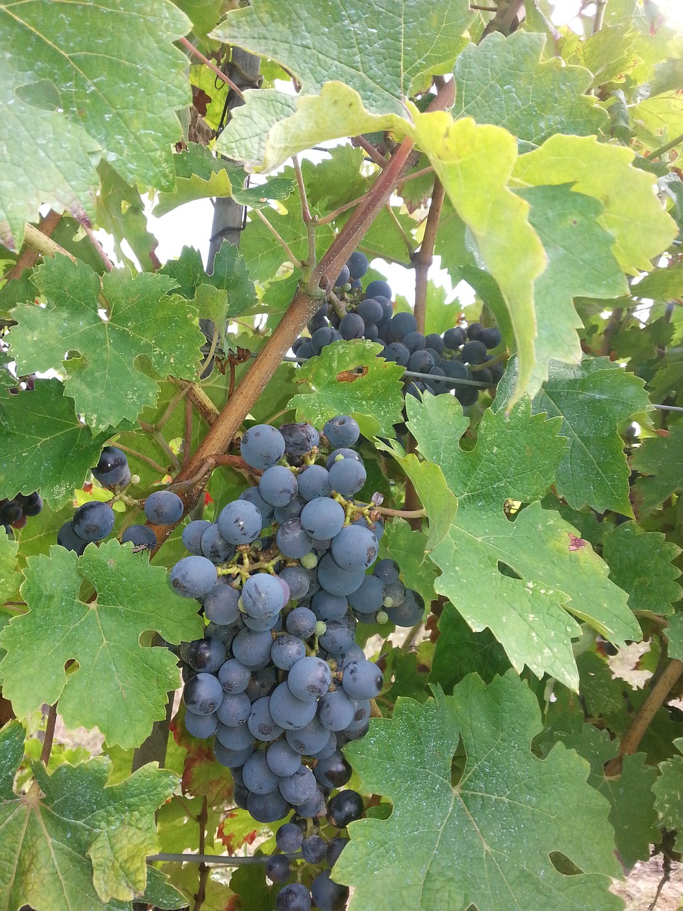 grapes wine winegrowing free photo