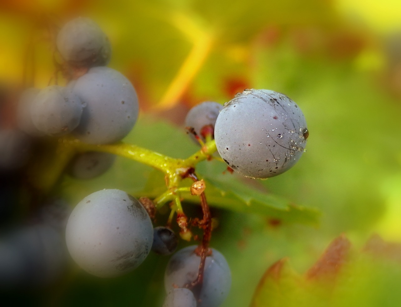 grapes nature violet free photo