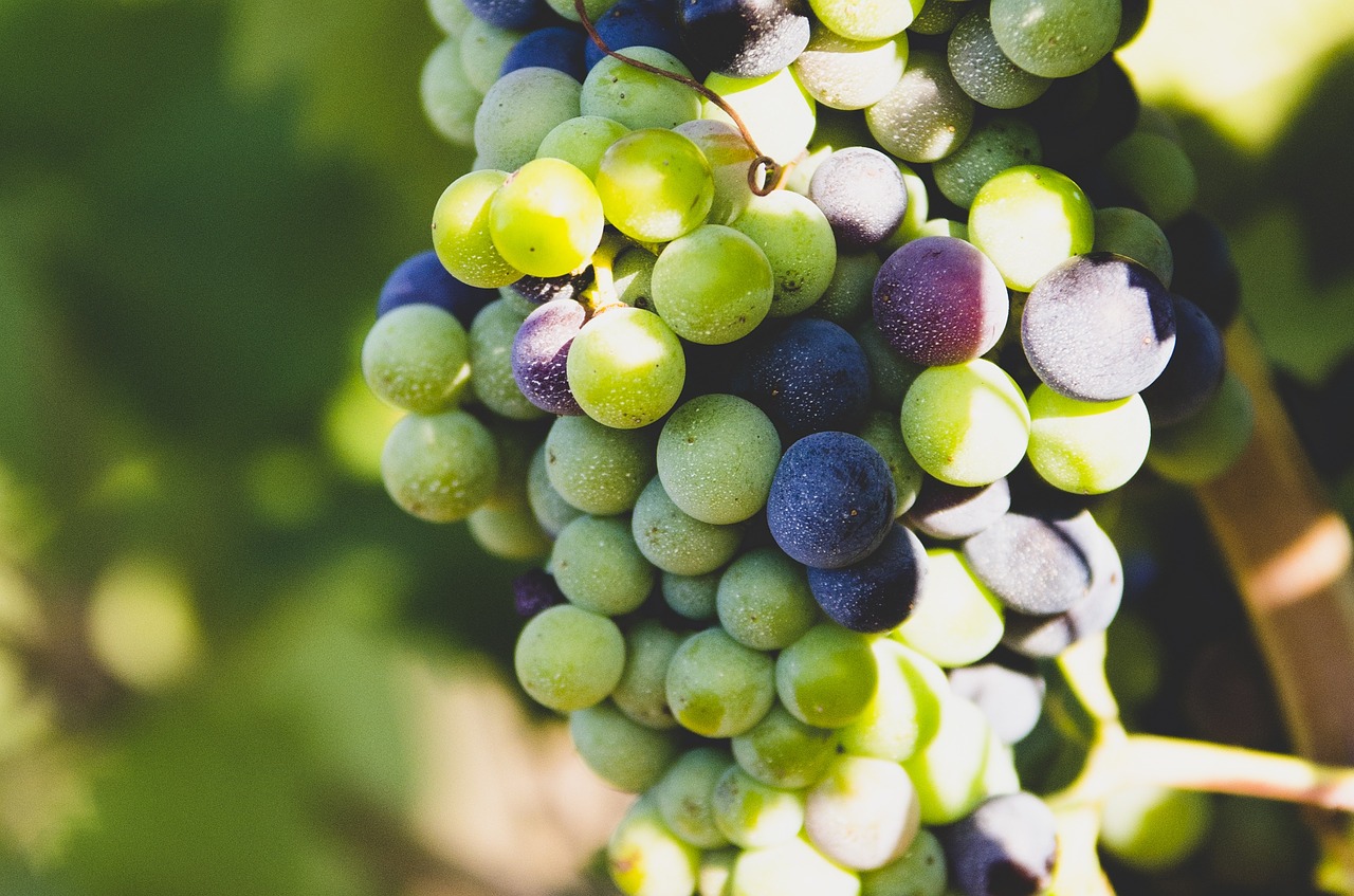 grapes fruit nature free photo