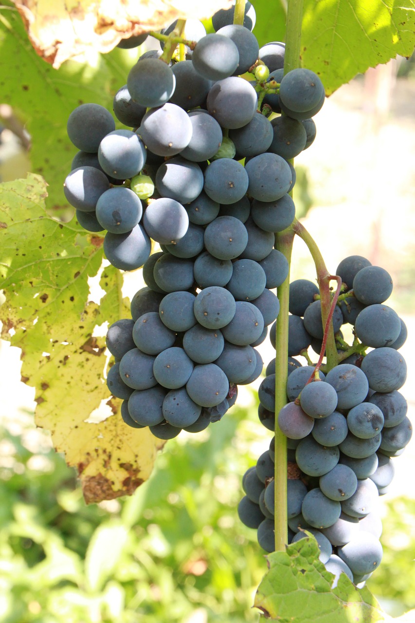 grapes cluster grapevine free photo