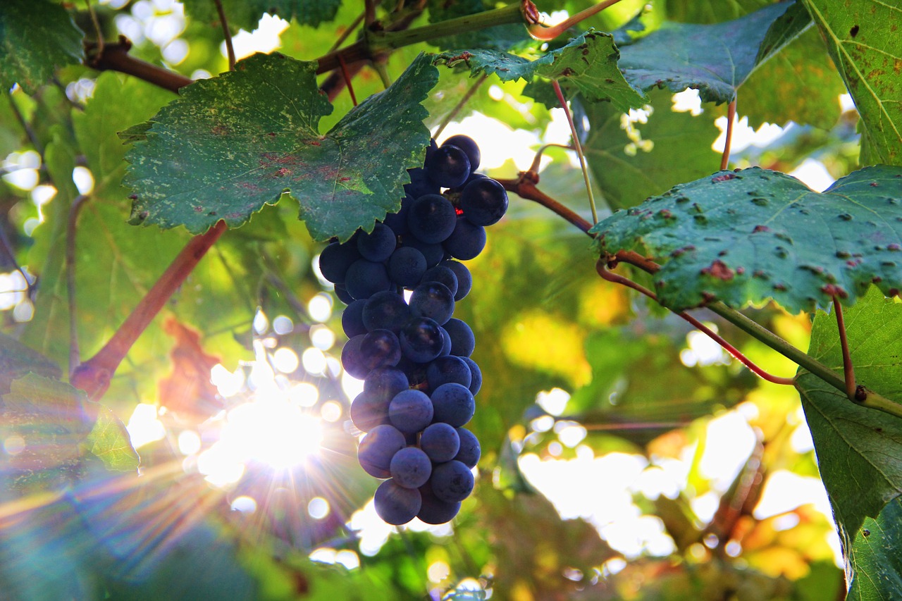 grapes sun sonnengereift free photo