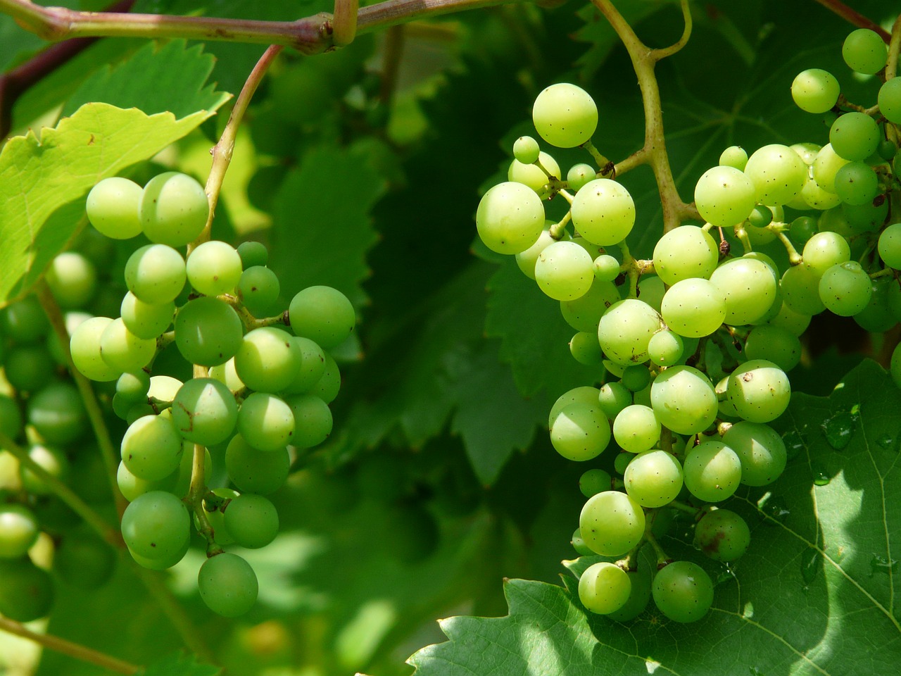 grapes wine plant free photo