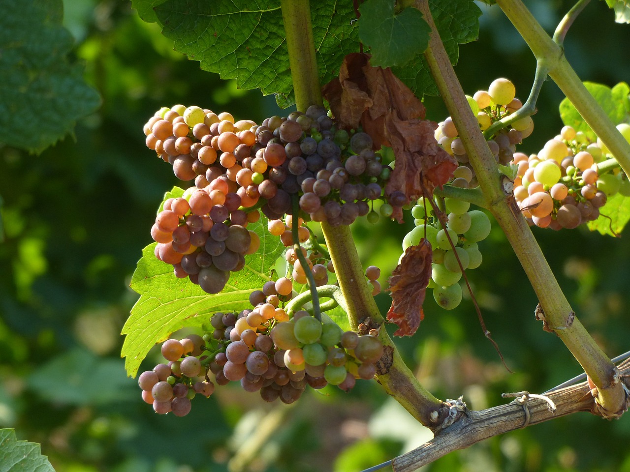 grapes vineyard vine free photo