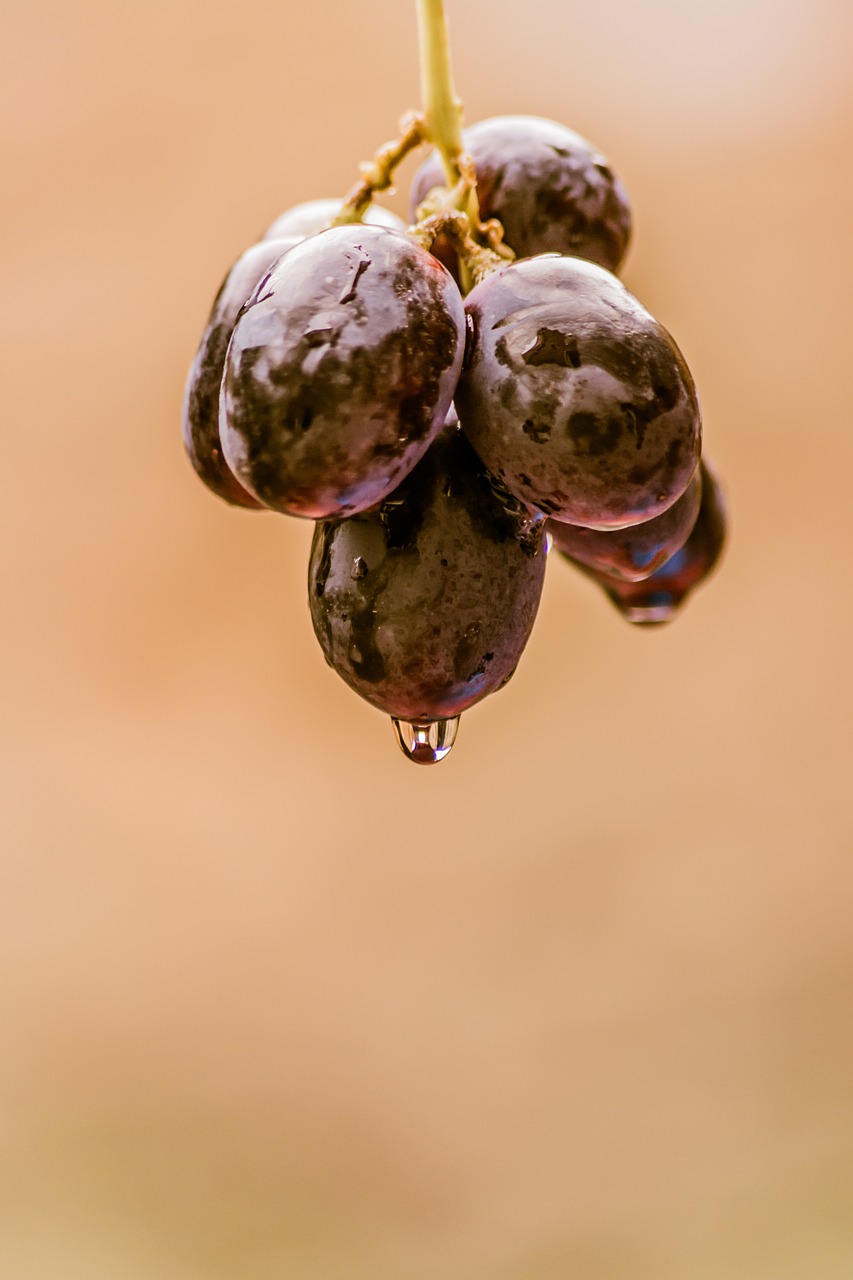 grapes black food free photo