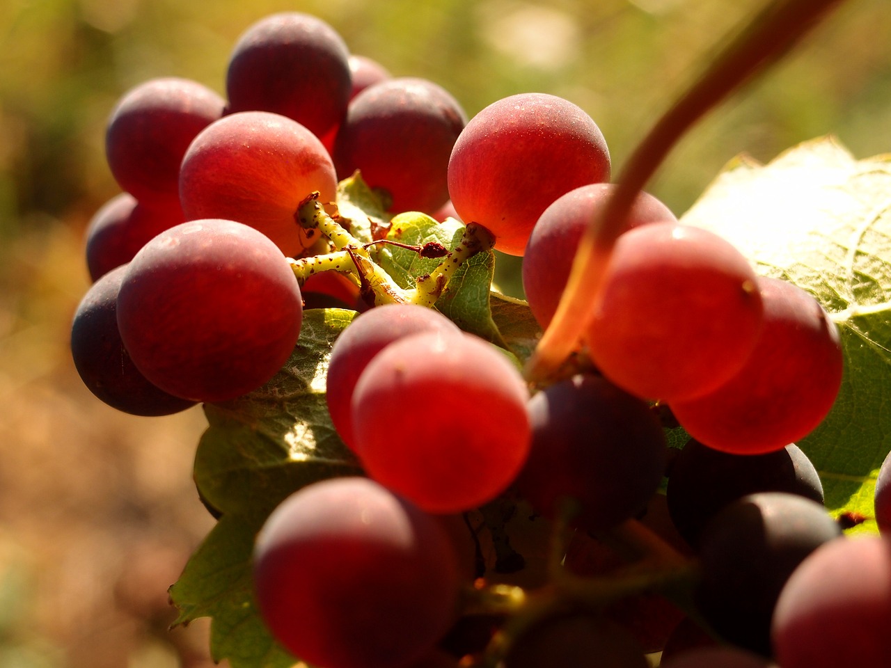 grapes vines wine free photo