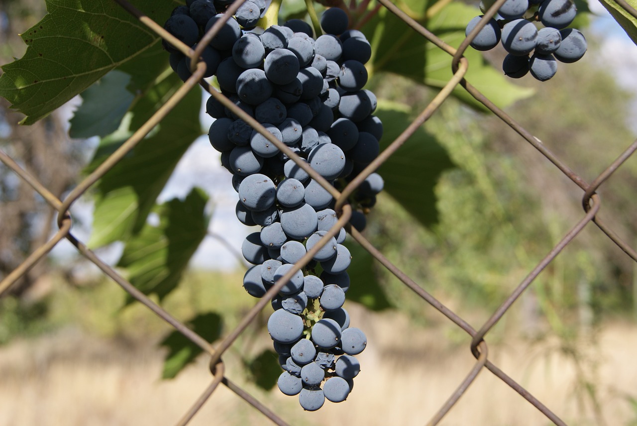 grapes berry harvest free photo