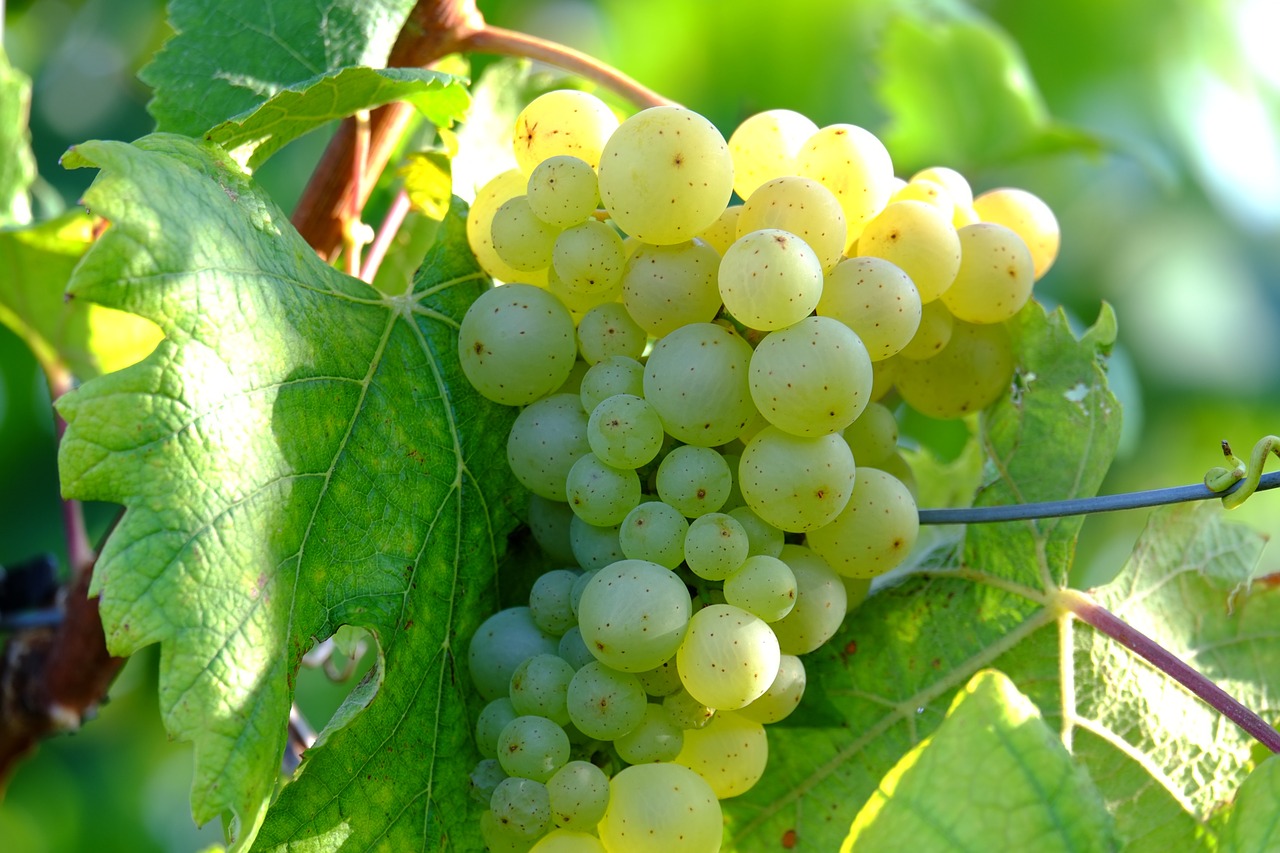 grapes wine fruit free photo