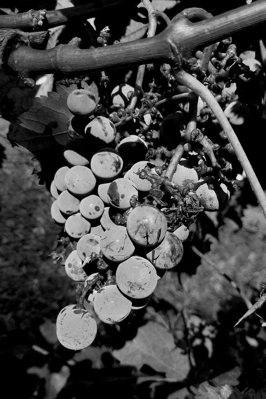 grapes acini bunch free photo