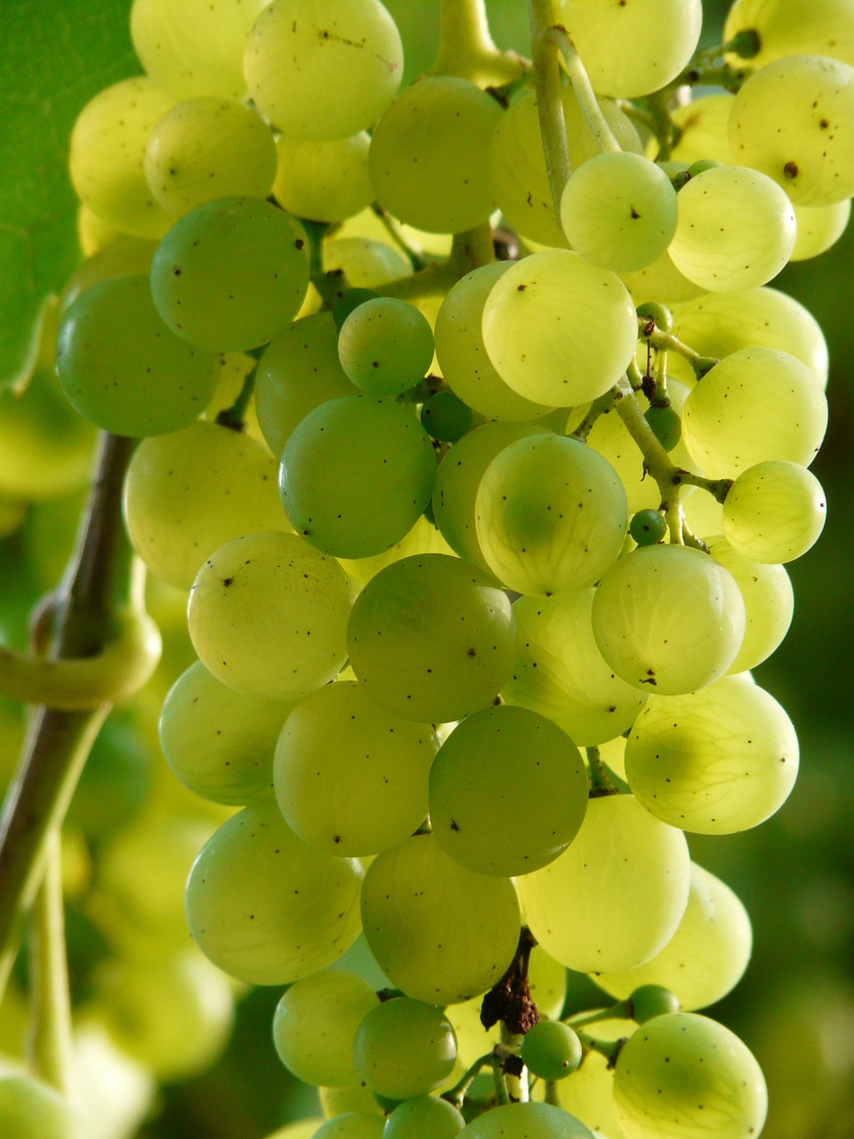 grapes wine plant free photo