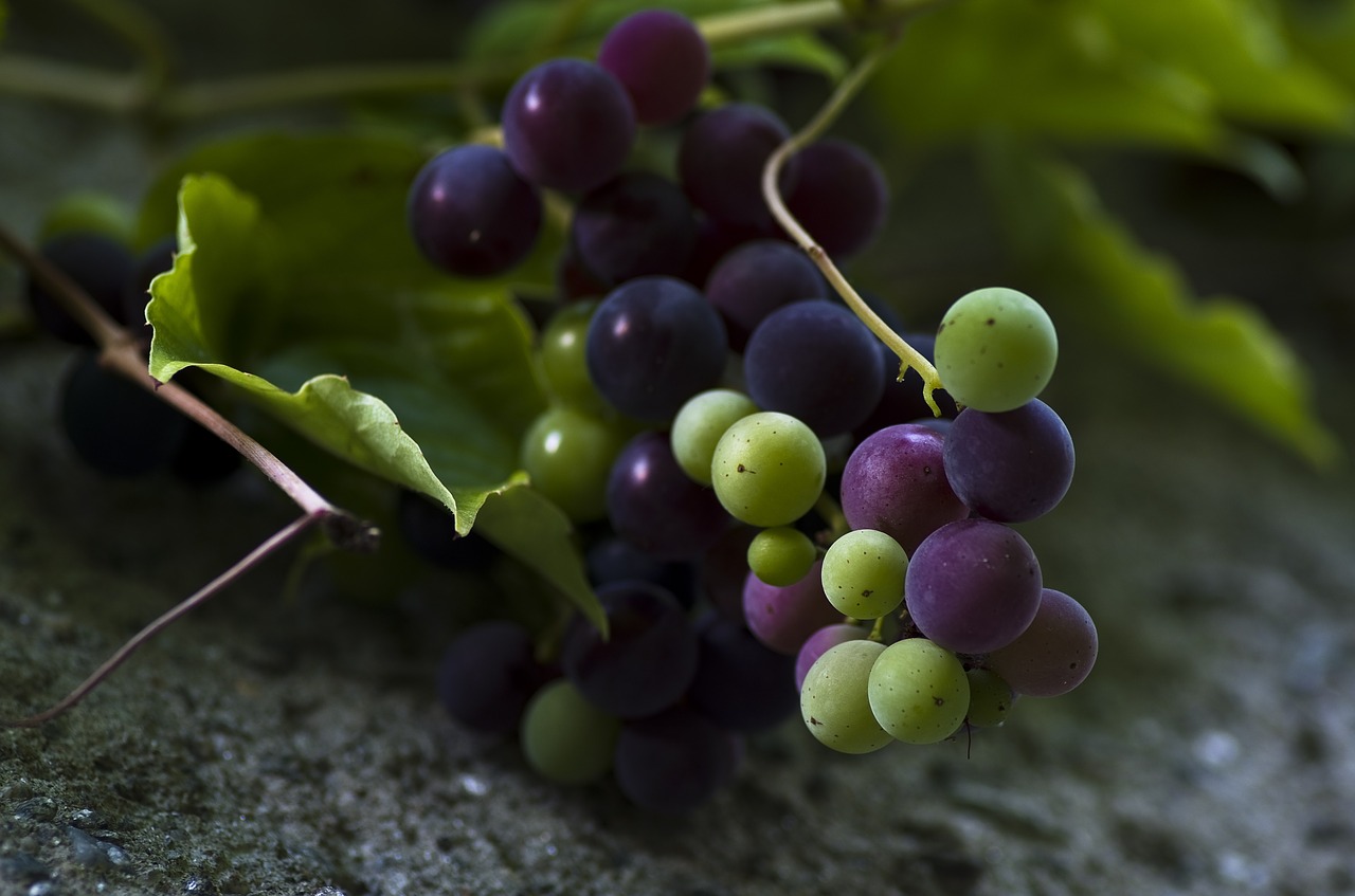 grapes green blue free photo