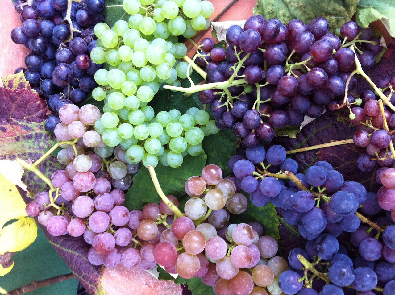 grapes fruit blue grapes free photo