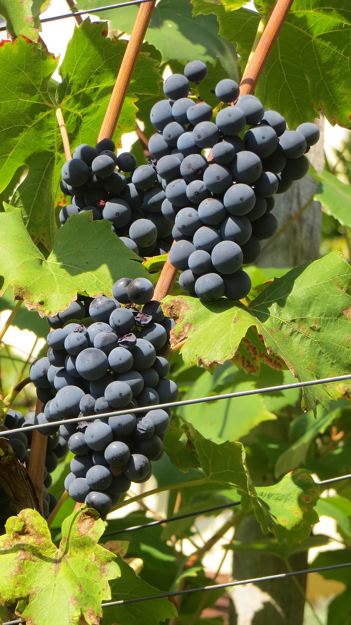 grapes blue wine free photo