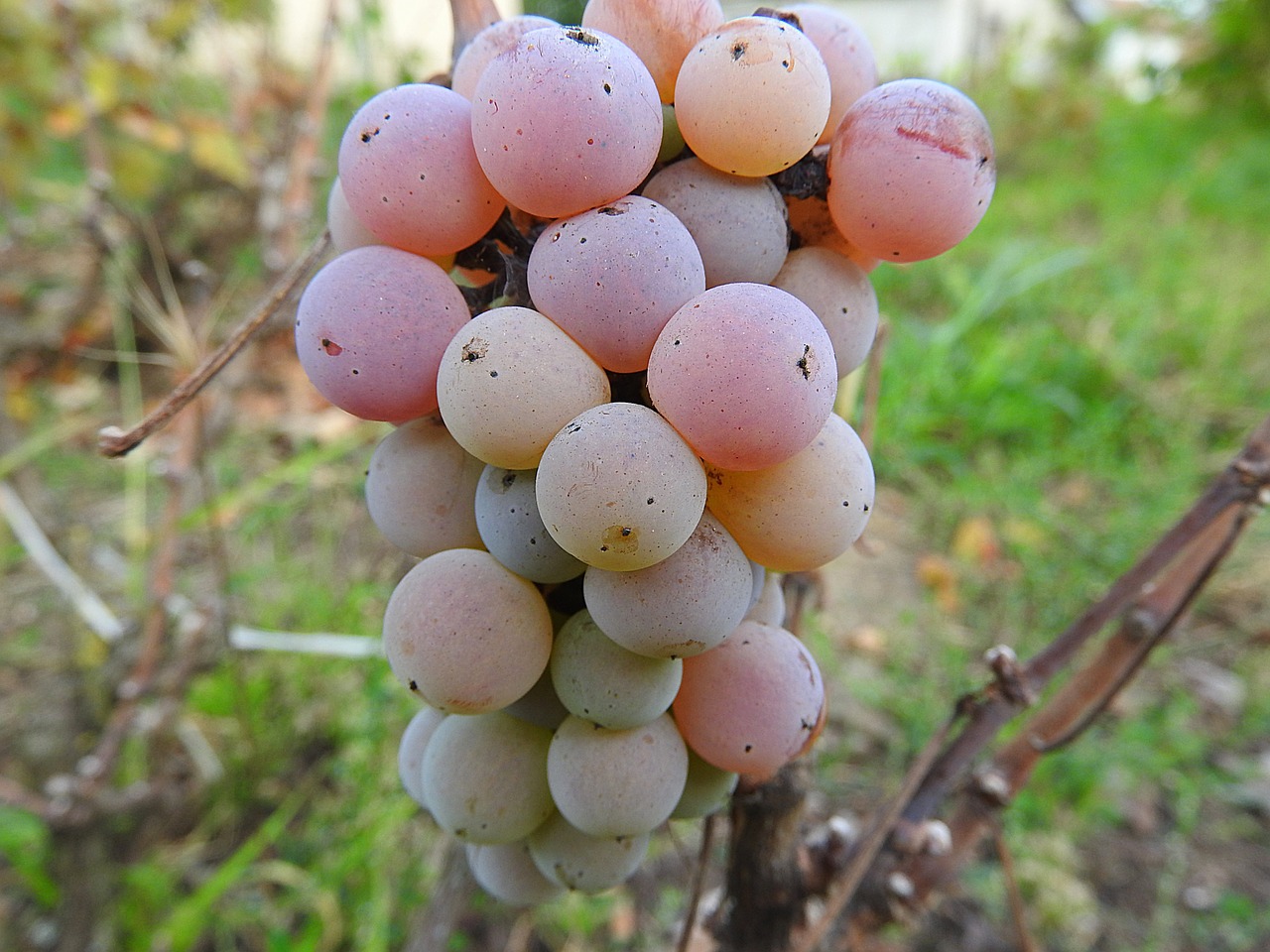 grapes vine grapevine free photo