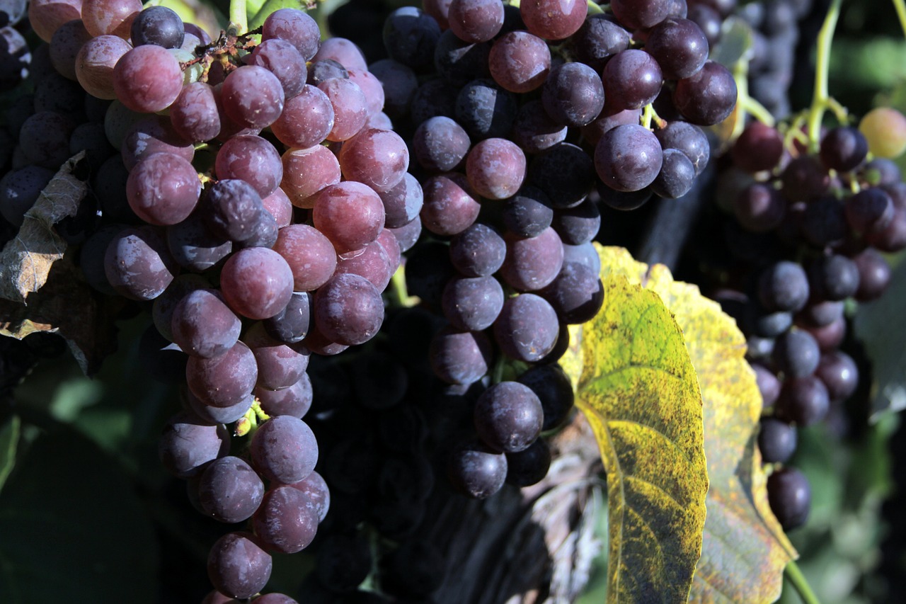 grapes macro beautiful free photo