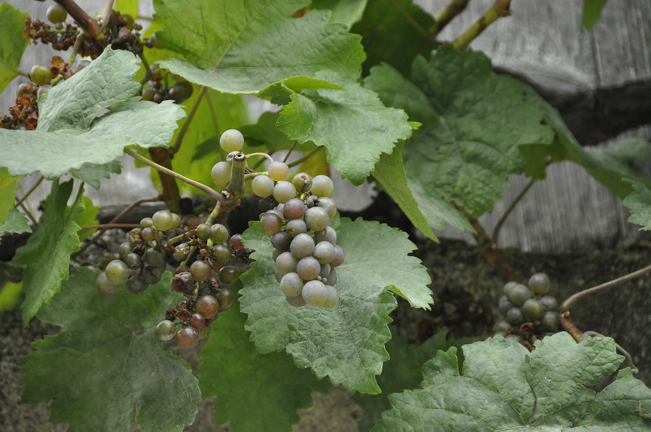grapes grapevine vines free photo