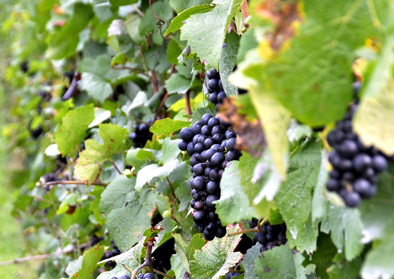 grapes vineyard vintage free photo