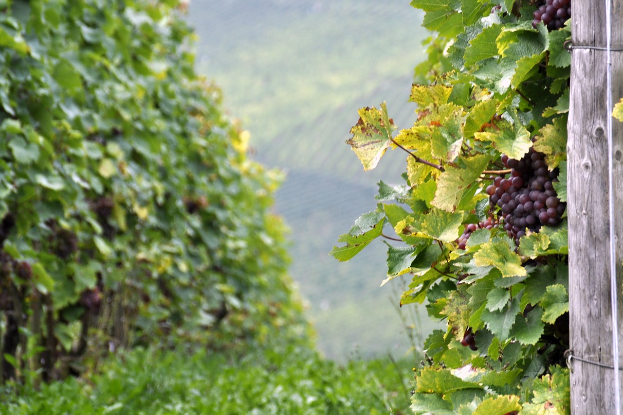 grapes vineyard vintage free photo