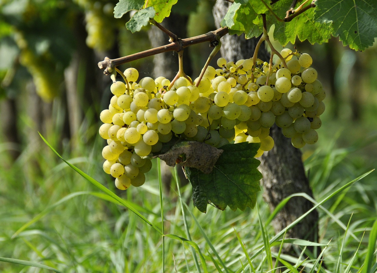 grapes vineyard vintage free photo