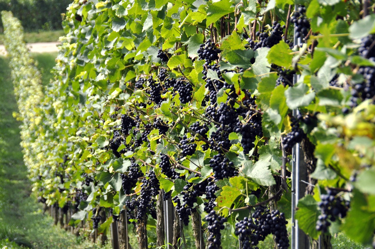 grapes vineyard vintage free photo