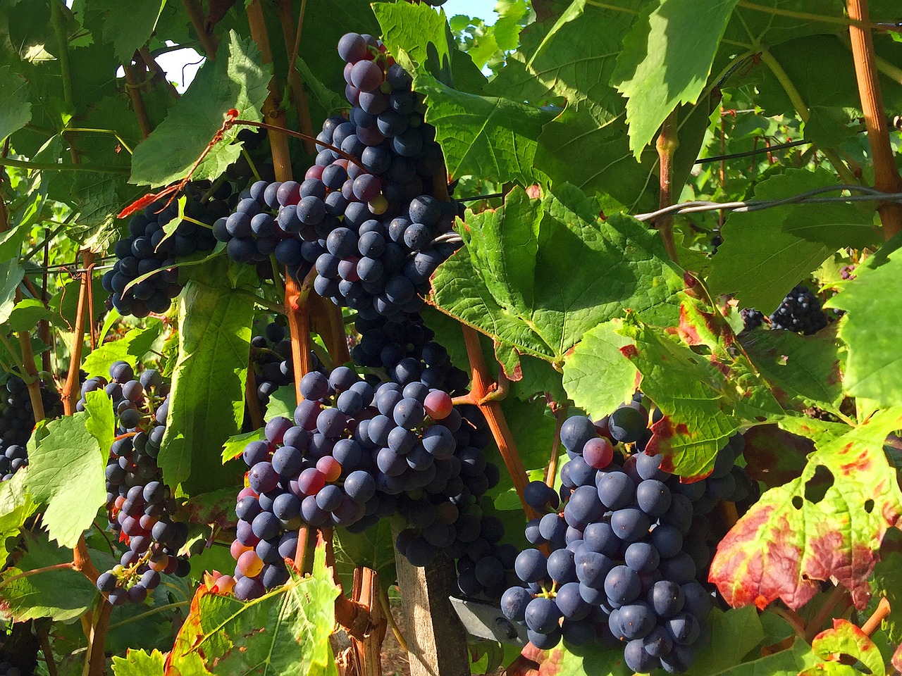 grapes vineyard rebstock free photo