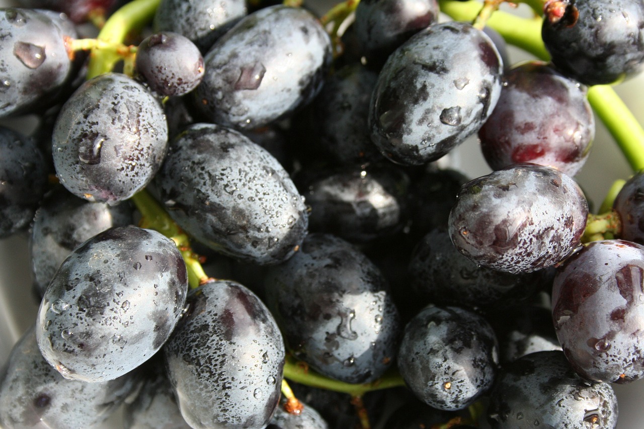 grapes fruit black free photo