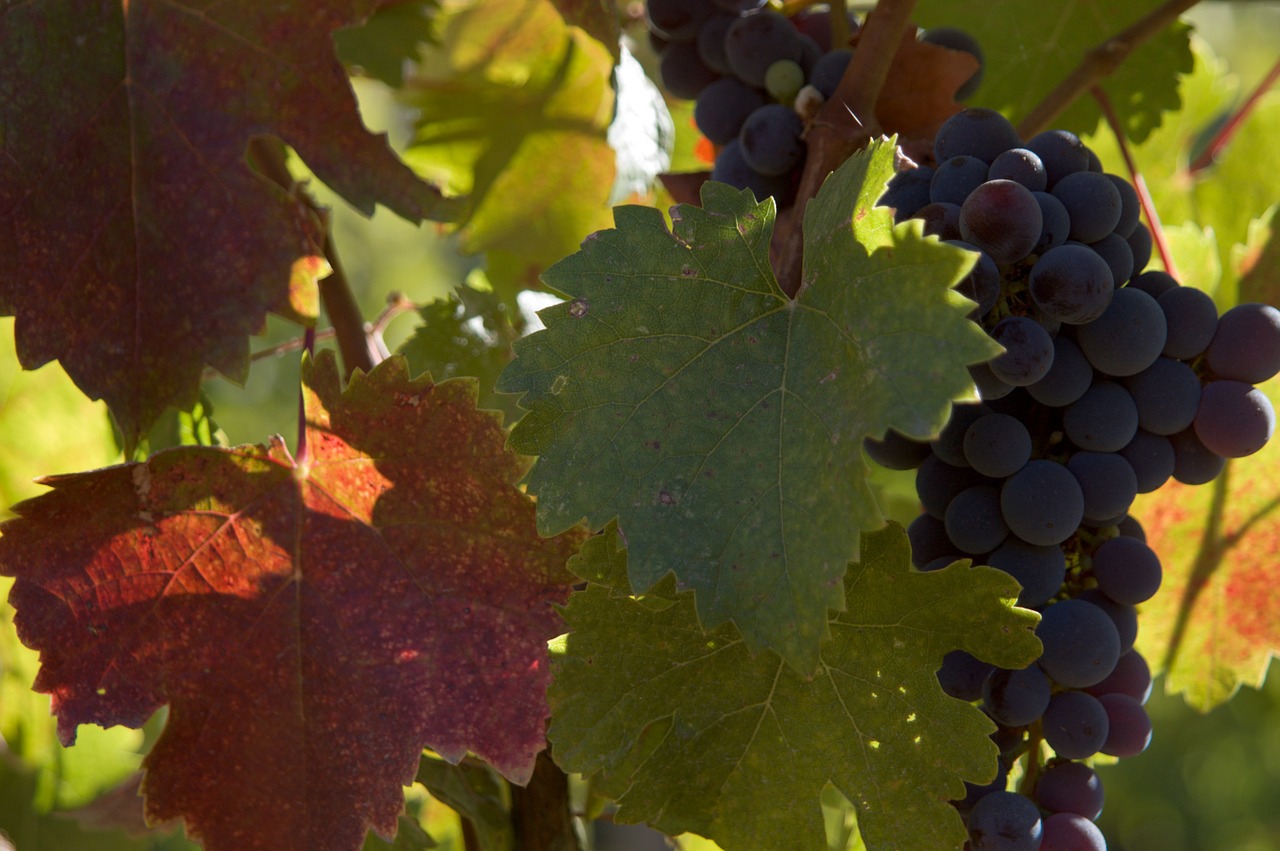 grapes wine autumn leaves free photo