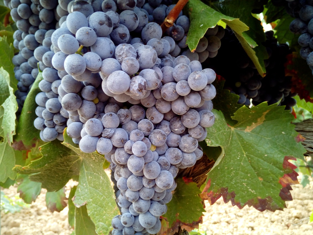 grapes vineyards wine free photo