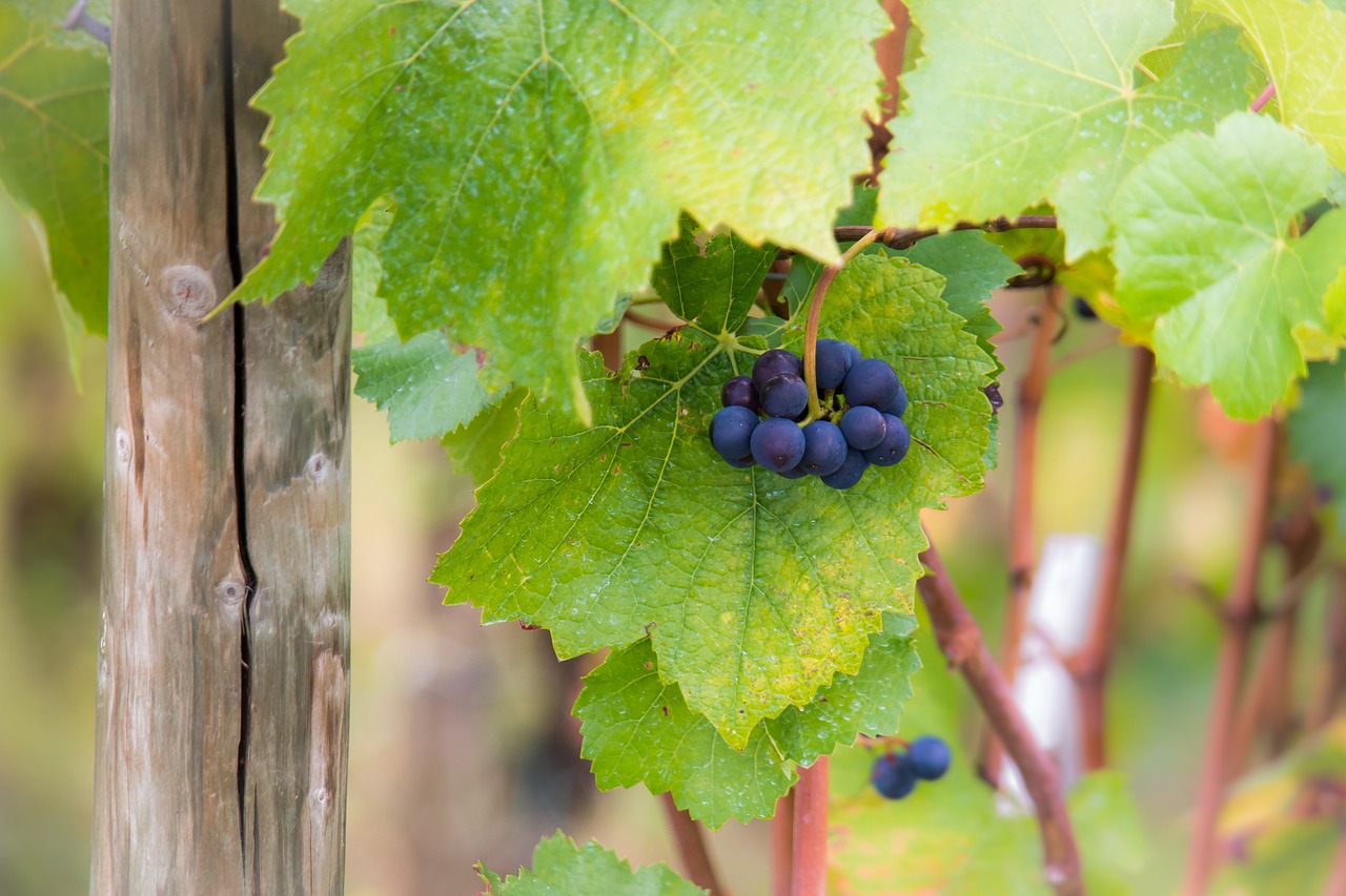 grapes vine pinot noir free photo