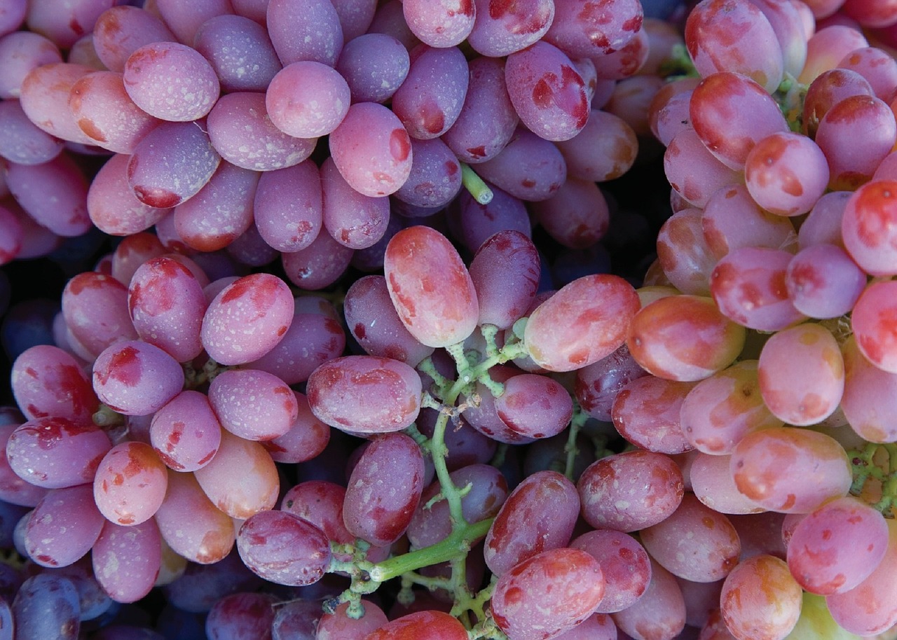 grapes grapevine agriculture free photo