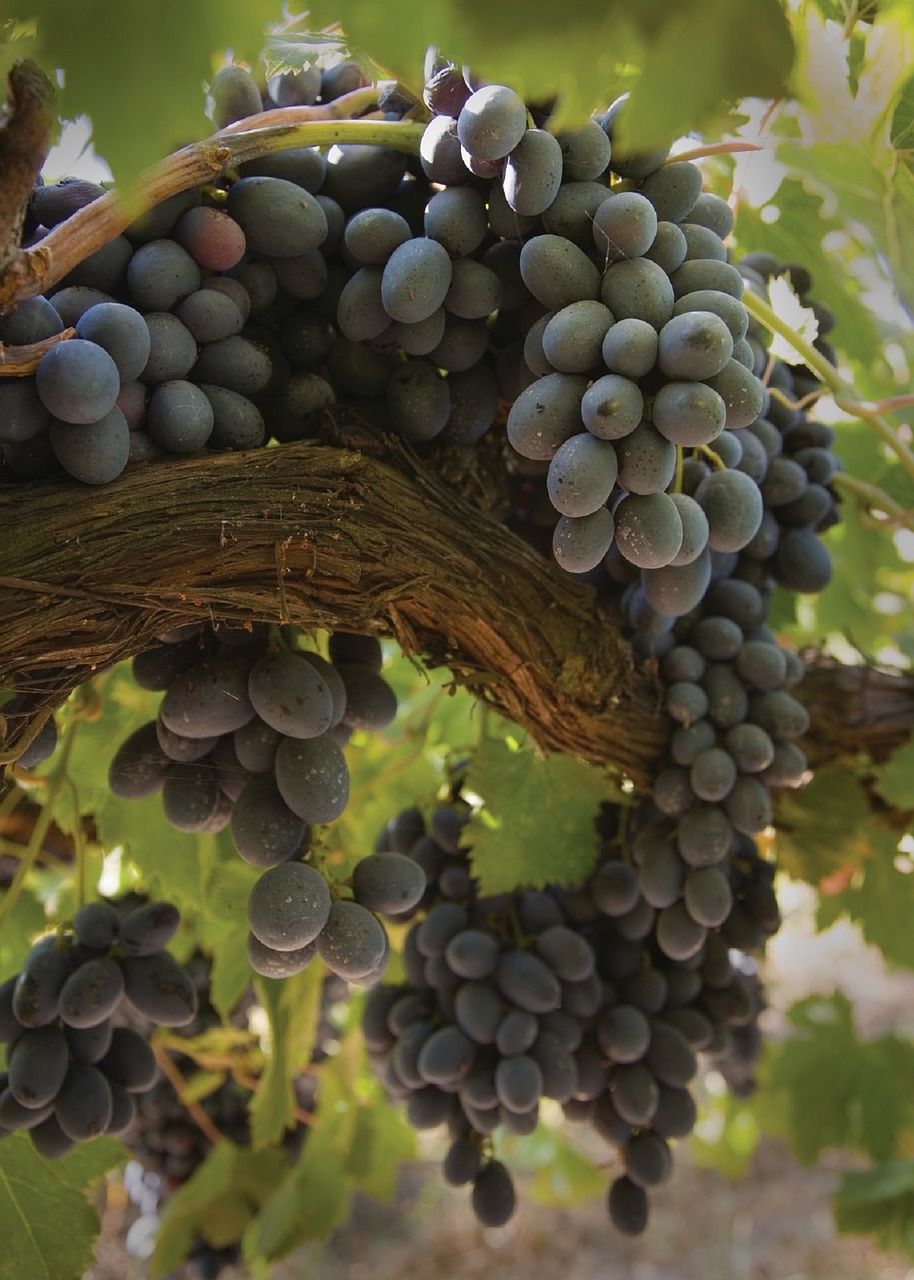 grapes grapevine agriculture free photo