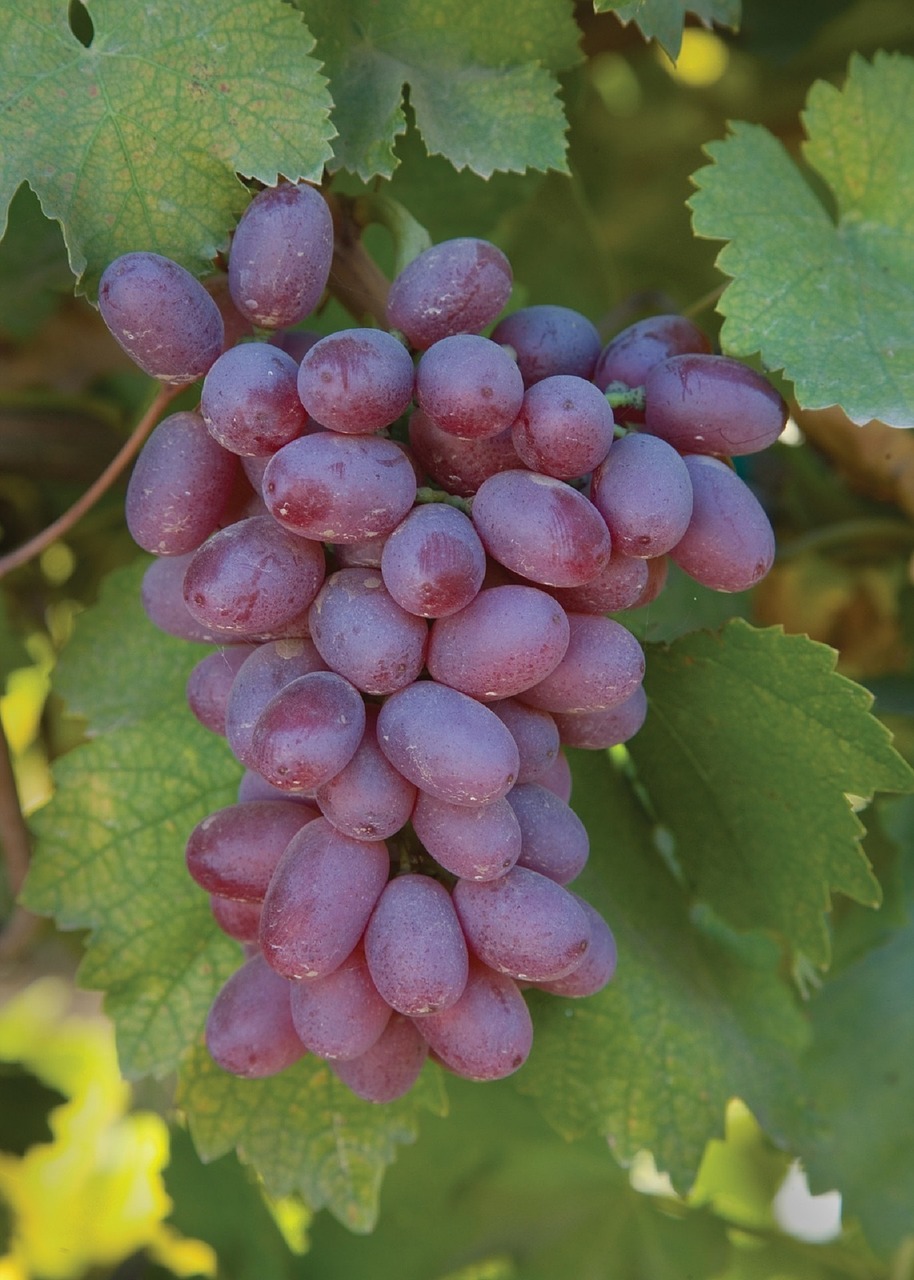 grapes grapevine agriculture free photo