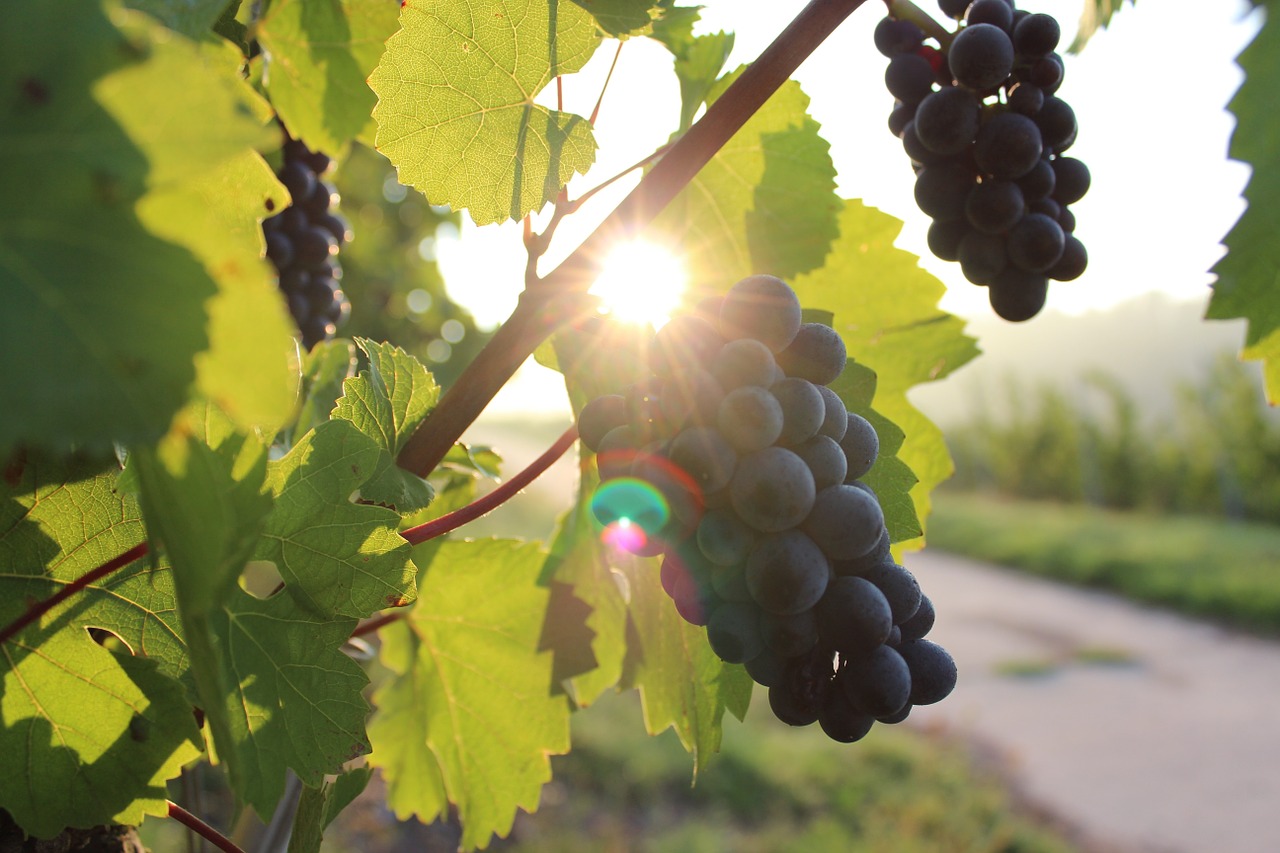 grapes vine sunlight free photo