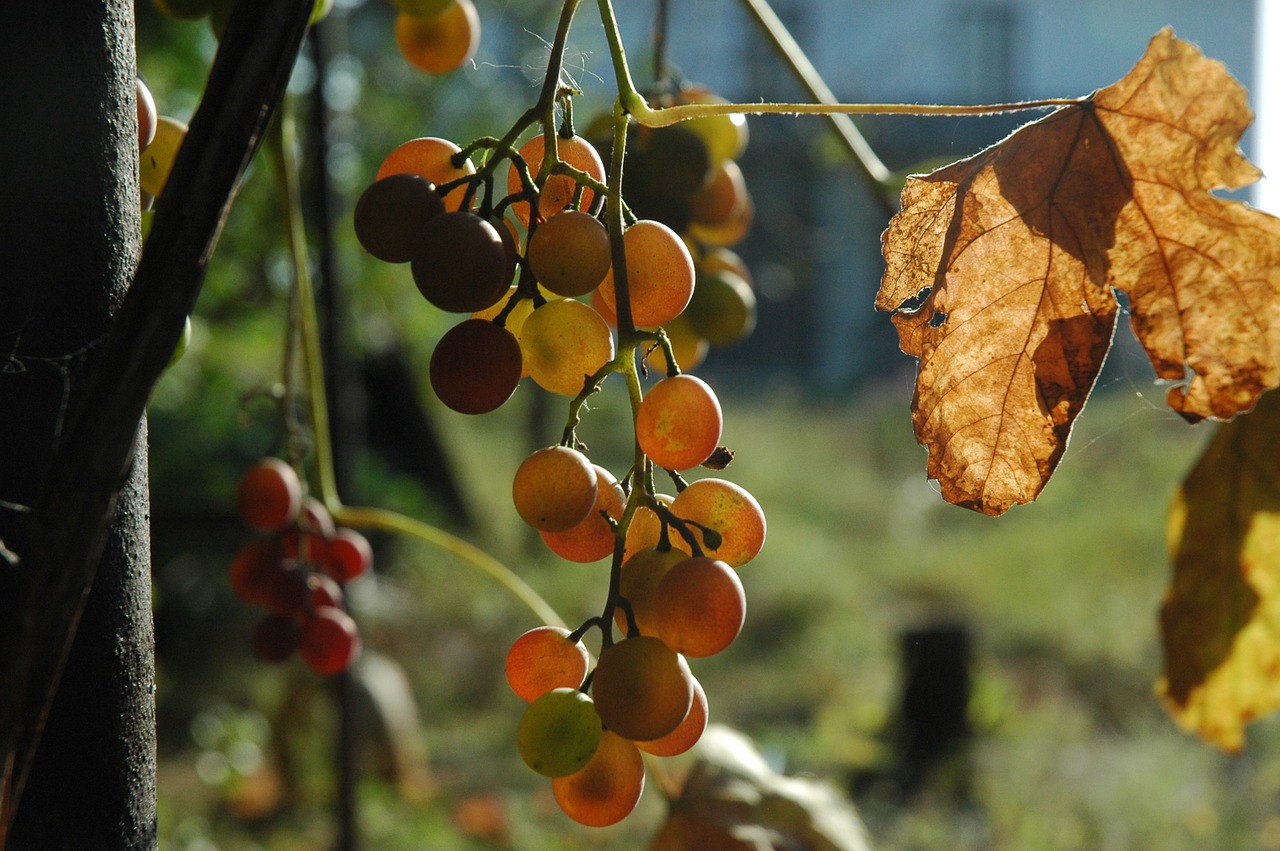 grapes autumn fruit free photo