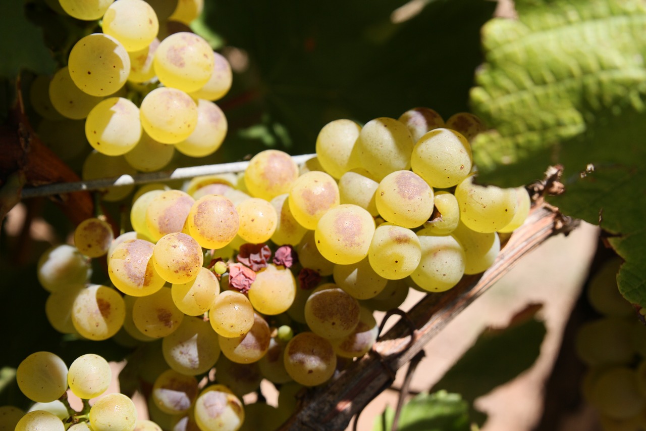 grapes wine vineyard free photo