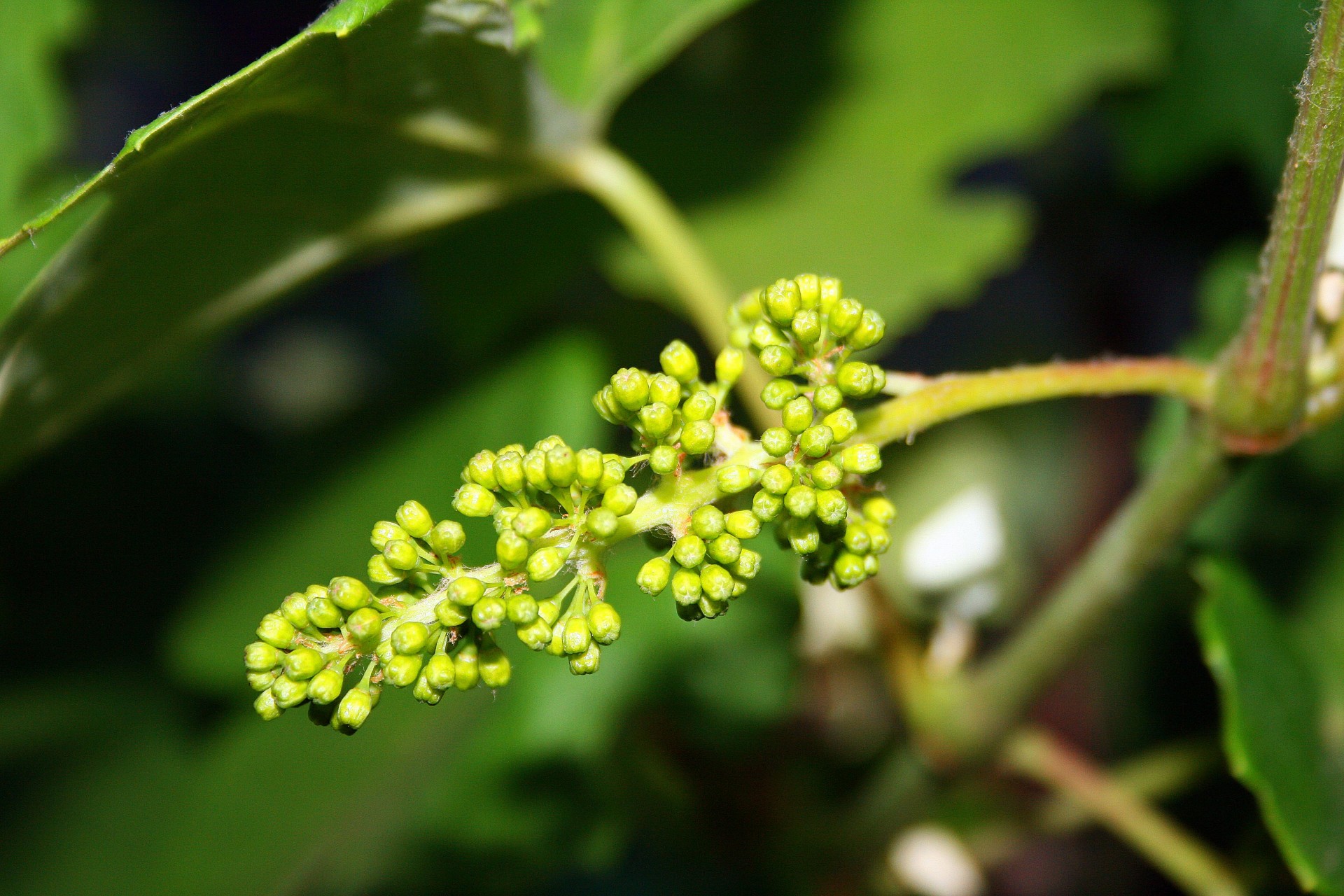 edit-free-photo-of-fruit-grapes-tiny-new-grapes-beginning-needpix