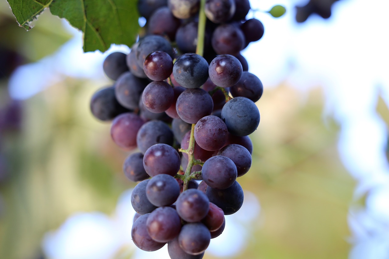 grapes isabella  black  healthy free photo