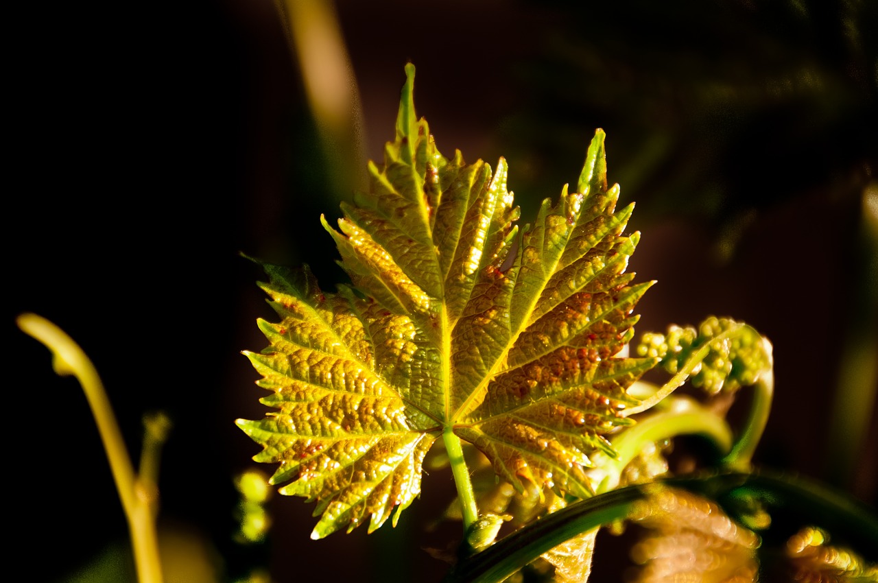 grapes leaf color nature free photo