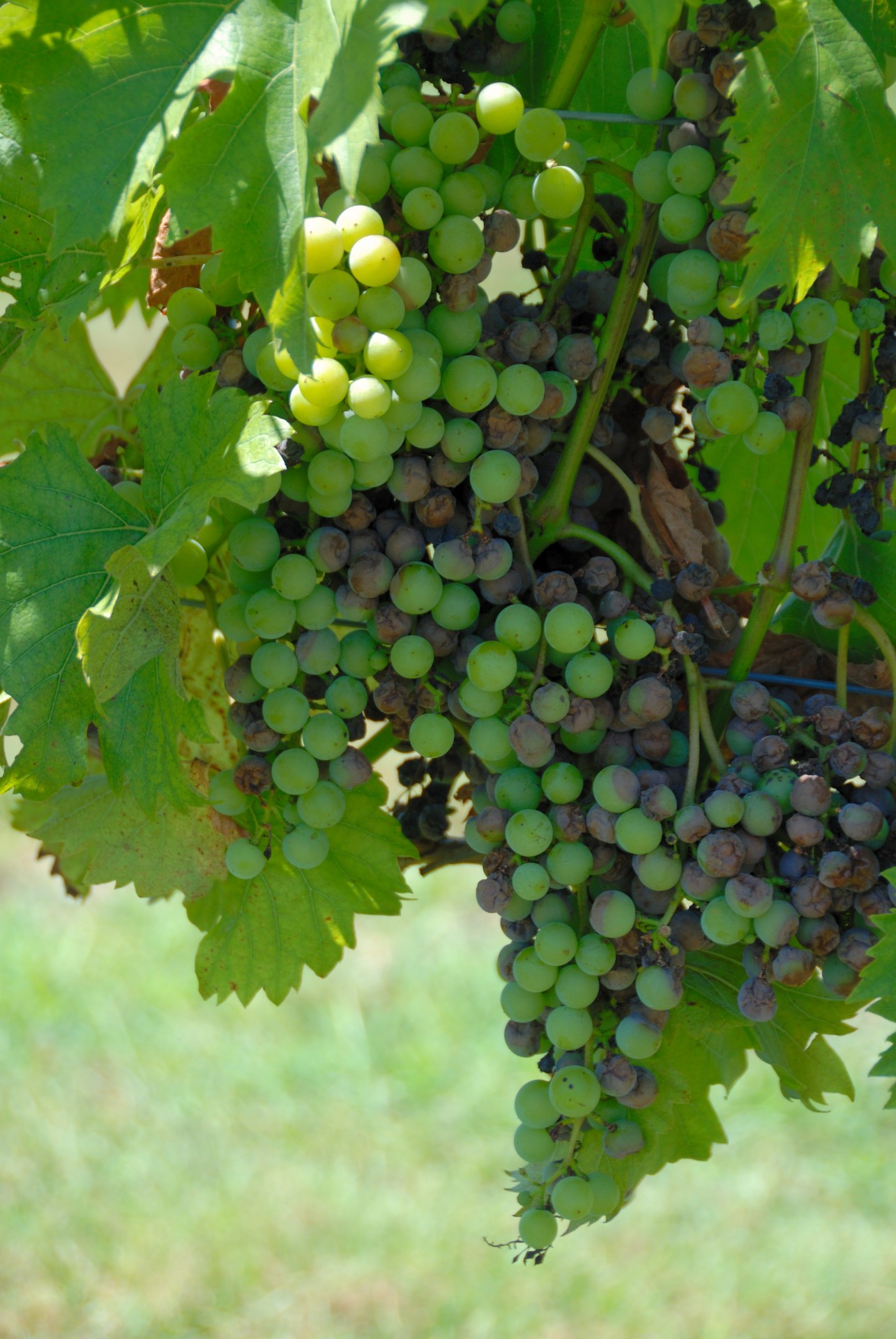 vineyard wine winery free photo