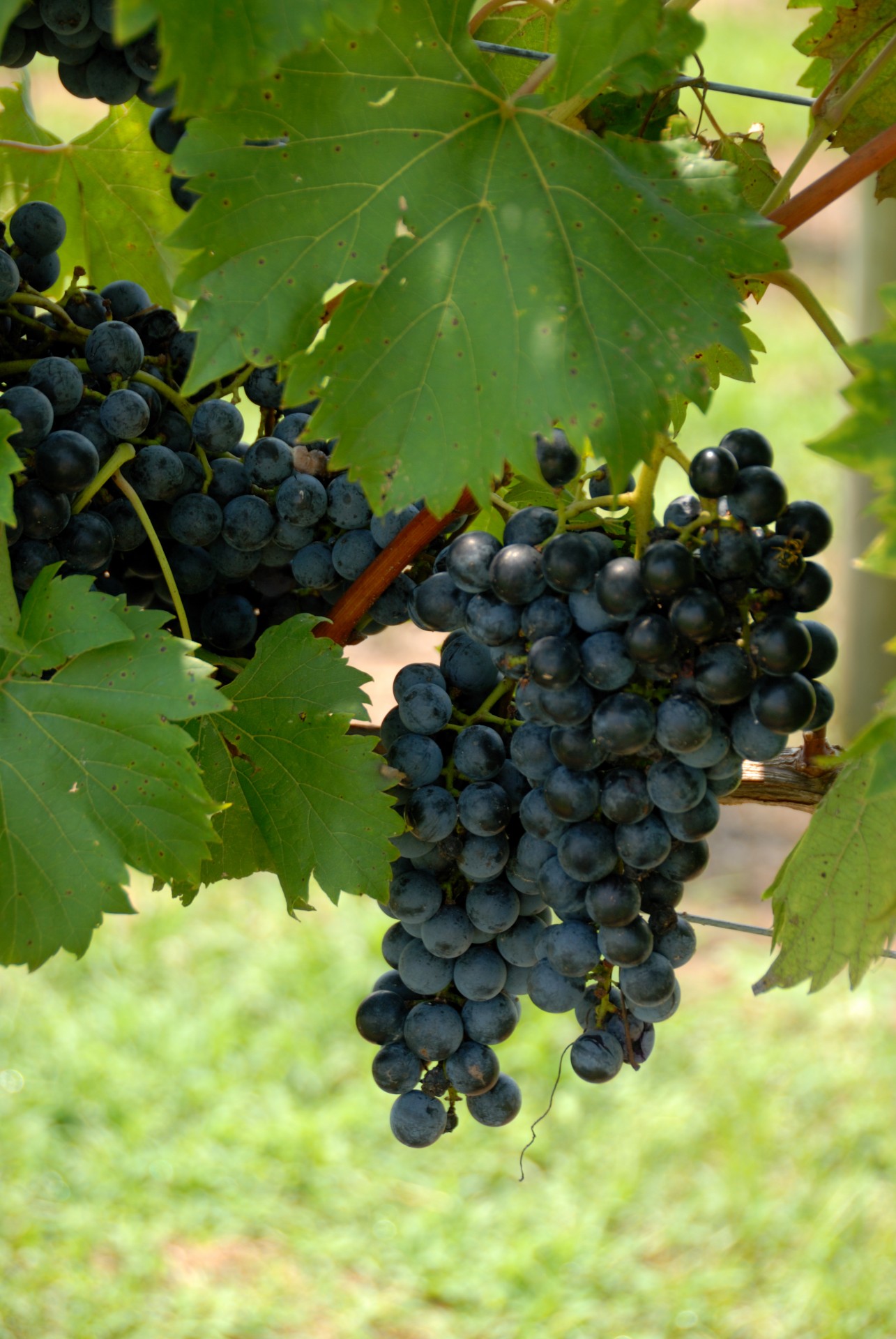 red grapes vineyard vine free photo