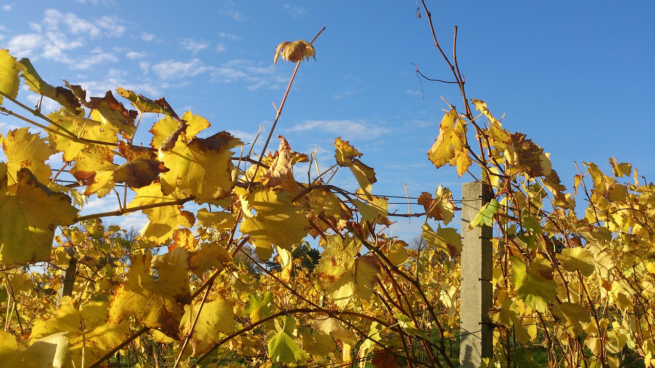 grapevine autumn leaves free photo