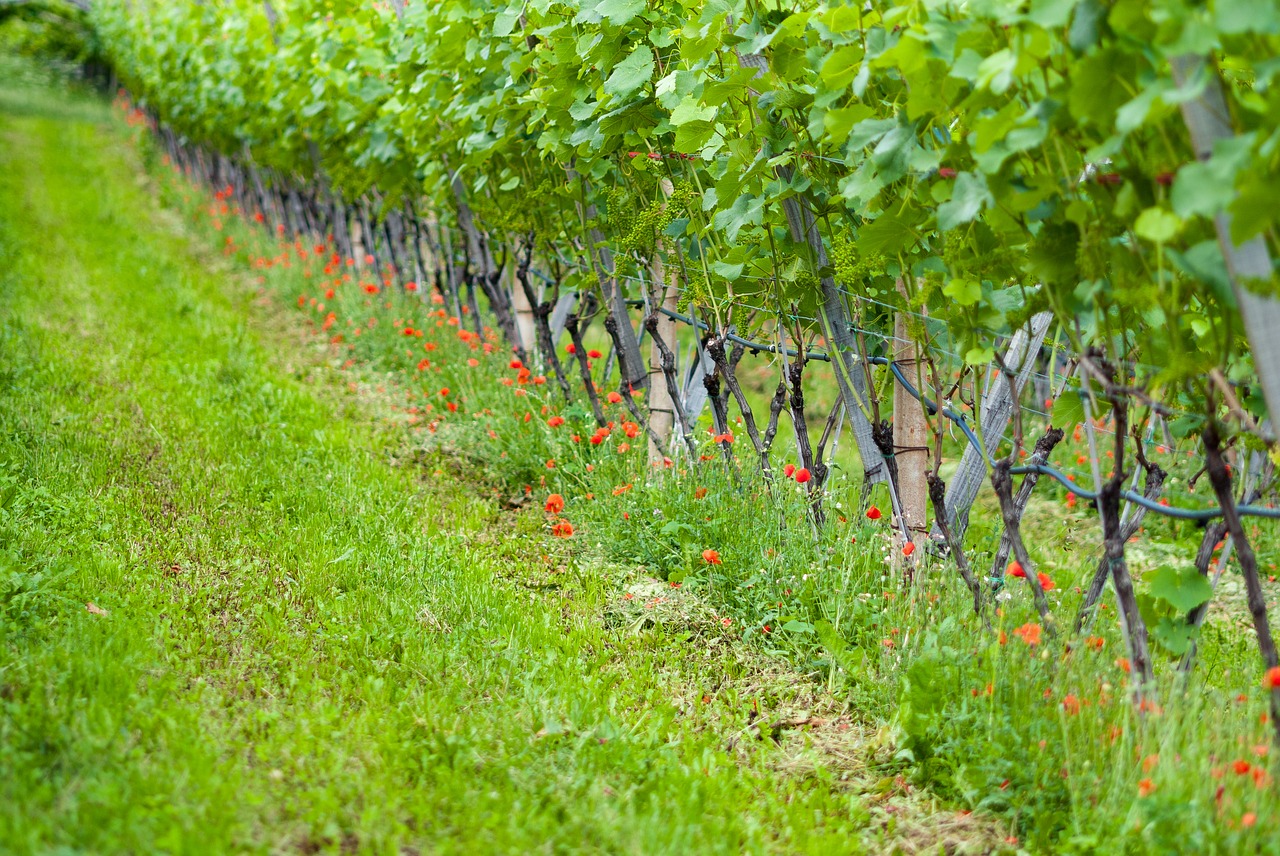 grapevine nature vines free photo