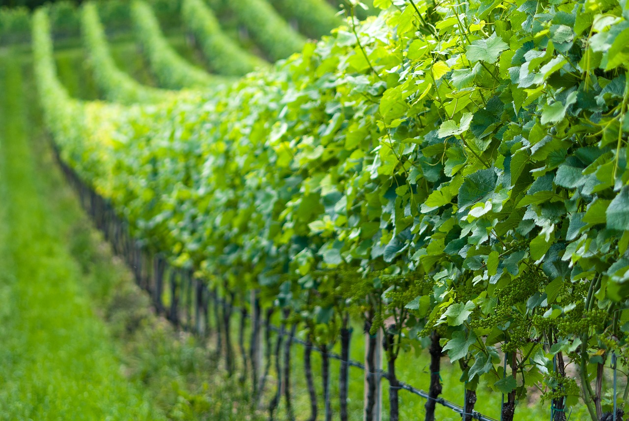 grapevine nature vines free photo