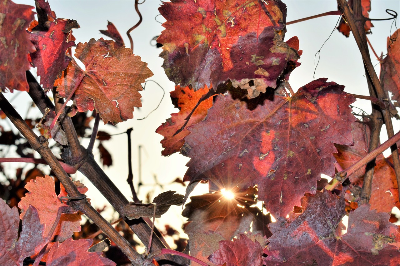 grapevine leaves plant free photo