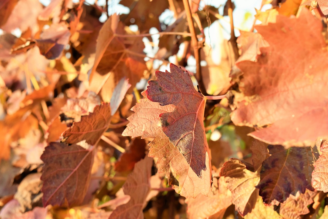 grapevine leaves plant free photo