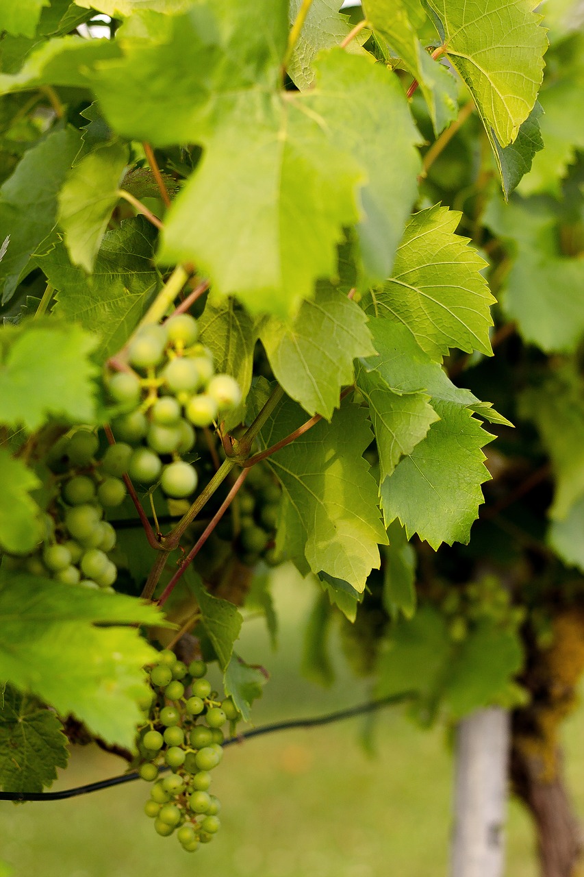 grapevine grapes vine free photo