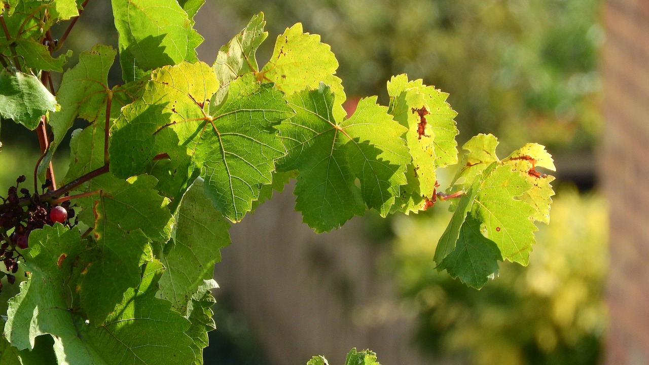 grapevine twig vine the leaves of the vine free photo