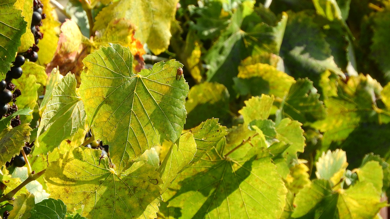 grapevine twig vine the leaves of the vine free photo