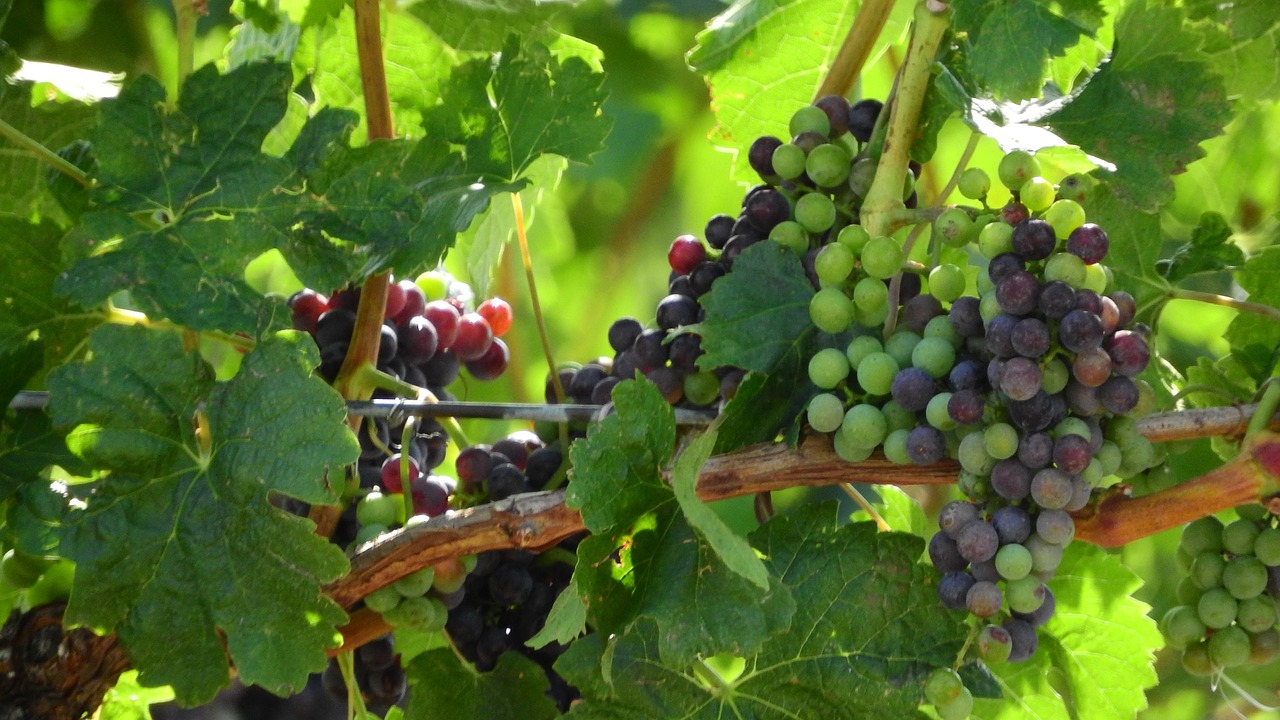 grapevine viticulture wine free photo