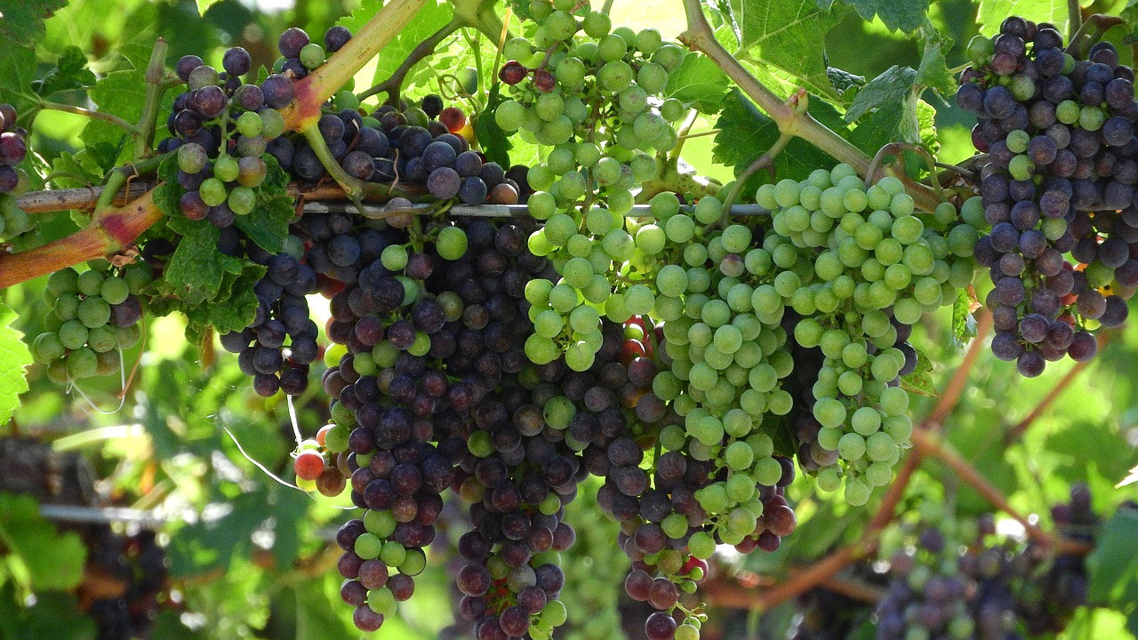 grapevine viticulture wine free photo