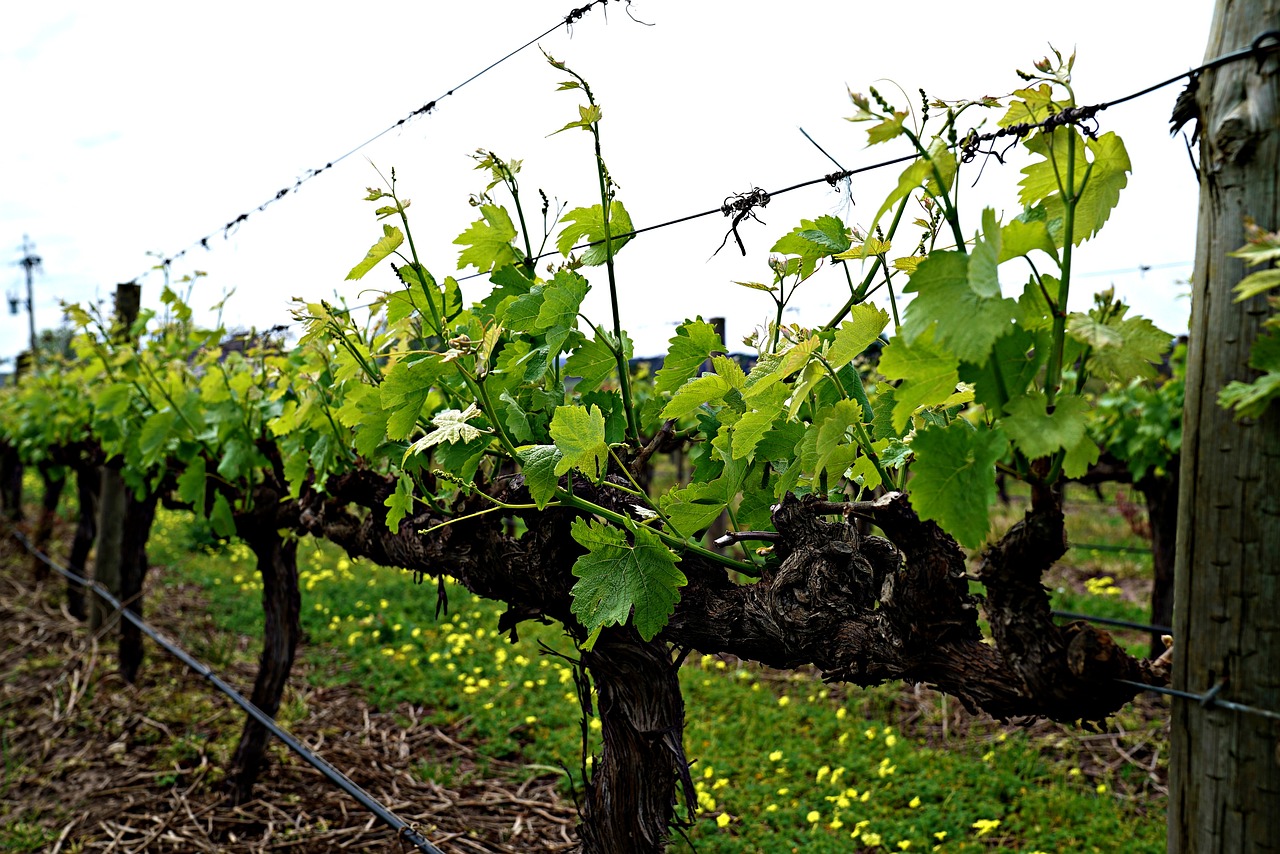 grapevine vineyard blossom free photo